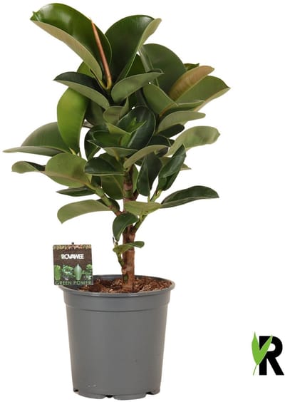 Ficus Elastica Cloe vertakt 70 cm – Kamerplant – Vers Van De Kweker – Potmaat Ø21 cm