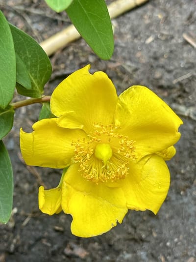 12x Herfsthooi, Sint Janskruid - Hypericum hybr. 'Hidcote' | 9x9 cm pot
