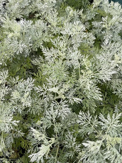 6x Alsem, Bijvoet - Artemisia 'Powis Castle' | 9x9 cm pot