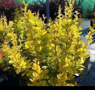 Berberis thunb. 'Maria'® - Japanse Zuurbes , Japanse Berberis 'Maria' 25- 30 cm in pot