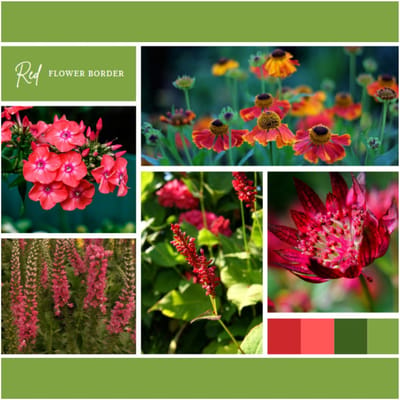 Borderpakket Rood (6 planten: 1m²) - Bodembedekkers - Snijbloemen - Vaste planten - bloeit in Juni / Juli / Augustus