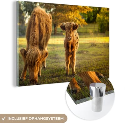 MuchoWow® Glasschilderij 120x80 cm - Schilderij acrylglas - Schotse Hooglander - Kalfje - Herfst - Foto op glas - Schilderijen