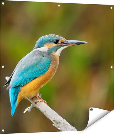 Gards Tuinposter Blauwe IJsvogel op een Tak - 90x90 cm - Tuindoek - Tuindecoratie - Wanddecoratie buiten - Tuinschilderij