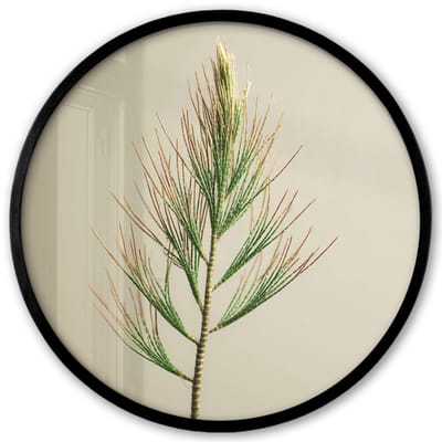 Poster in lijst Rond - Fotolijst 40x40 cm - Posters - Dennentak - Naaldvormige bladeren - Lichtgroen - Ronde posterlijst zwart - Decoratie - Wanddecoratie woonkamer - Muurdecoratie slaapkamer