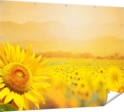 Gards Tuinposter Zonnebloemen Veld met Zonopkomst - 160x120 cm - Tuindoek - Tuindecoratie - Wanddecoratie buiten - Tuinschilderij