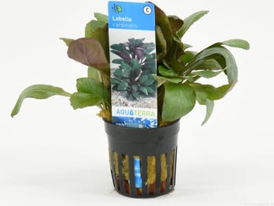 Moerings Lobelia Cardinalis | Scharlaken Lobelia | in 5 cm pot