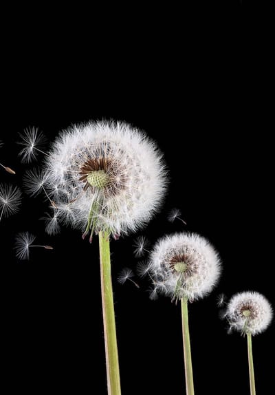 Fotobehang  Dandelion | XXL - 206cm x 275cm | 130g/m2 Vlies