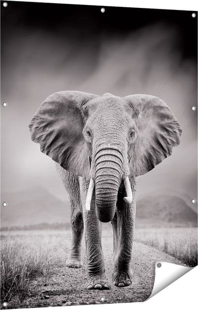 Gards Tuinposter Olifant - Zwart Wit - 90x120 cm - Tuindoek - Tuindecoratie - Wanddecoratie buiten - Tuinschilderij