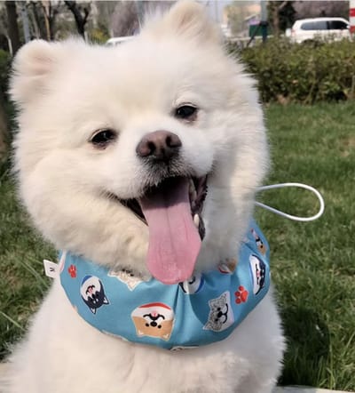 Dogs&Co Honden Koelbandana Verstelbaar – Maat S - Blauw Print – Comfortabel & Lichtgewicht – Voor Kleine en grote Honden