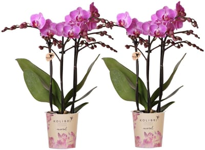 Kolibri Orchids | COMBI DEAL van 2 Phalaenopsis orchideeën - Vienna - potmaat Ø9cm | bloeiende kamerplant - vers van de kweker