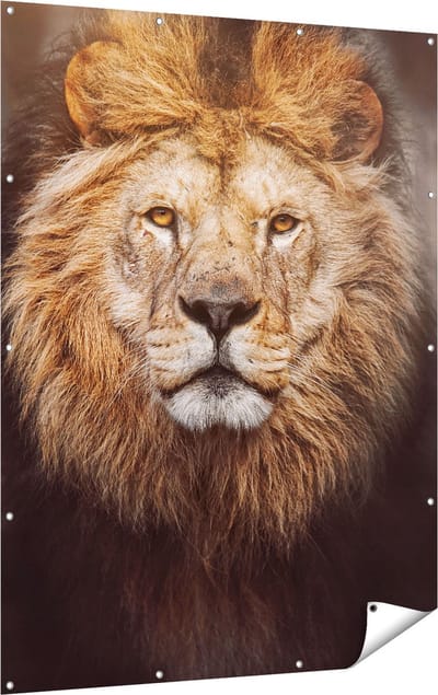 Gards Tuinposter Leeuw - Leeuwenkop - Kleur - 120x160 cm - Tuindoek - Tuindecoratie - Wanddecoratie buiten - Tuinschilderij