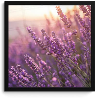Poster in lijst - Fotolijst 40x40 cm - Posters - Lavendel - Paars - Zonlicht - Posterlijst zwart - Decoratie - Wanddecoratie woonkamer - Muurdecoratie slaapkamer