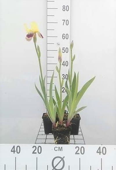 6x Baardiris - Iris (germ.) 'Nibelungen' | 9x9 cm pot