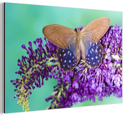 Aluminium schilderij 180x120 cm - Wanddecoratie metaal - Exotische vlinder op de vlinderstruik - Metalen muurdecoratie woonkamer - Decoratie industrieel - Foto op dibond - Industriële accessoires slaapkamer