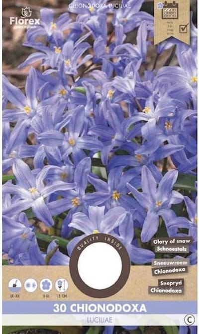 Chionodoxa Luciliae 5/6 30 stuks