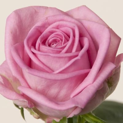 20x Rosa aqua! 60cm