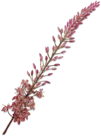 Silk-ka Kunstbloem-Zijden Bloem Eremurus Steel Roze-Zalm 107 cm