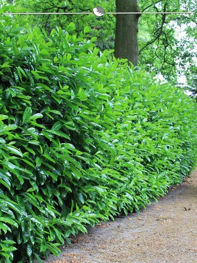 Laurier Prunus Novita 120-140 cm, 25x Haagplant
