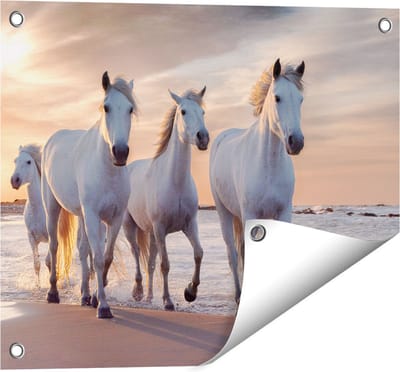 Gards Tuinposter Witte Paarden op het Strand bij Water - 50x40 cm - Tuindoek - Tuindecoratie - Wanddecoratie buiten - Tuinschilderij