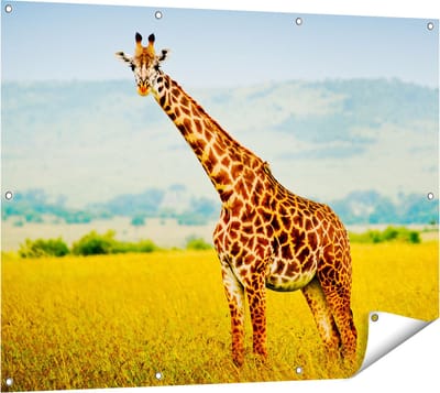Gards Tuinposter Giraffe in het Veld - 120x90 cm - Tuindoek - Tuindecoratie - Wanddecoratie buiten - Tuinschilderij