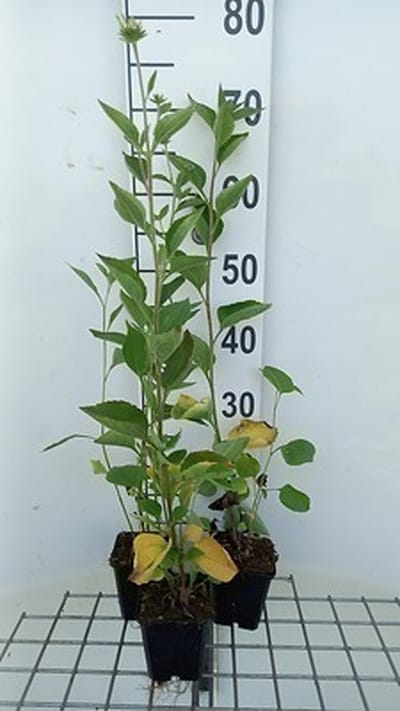 6x Zonnehoed - Rudbeckia subt. 'Little Henry' | 9x9 cm pot