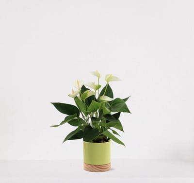 Anthurium Wit in sierpot Emma Wood lime green – bloeiende kamerplant – flamingoplant – 40-50cm - Ø13 – geleverd met plantenpot – vers uit de kwekerij