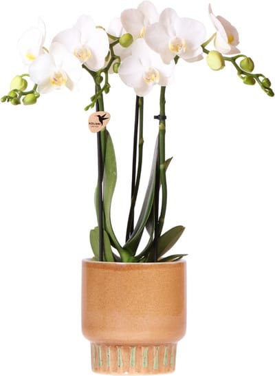 Kolibri Orchids | Witte Amabilis orchidee + Bold Cognac sierpot – potmaat Ø9cm | bloeiende kamerplant – vers van de kweker