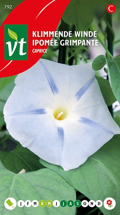 Klimmende Winde Caprice - Snelgroeiende en Rijkbloeiende Klimplant met Grote Klokvormige Bloemen