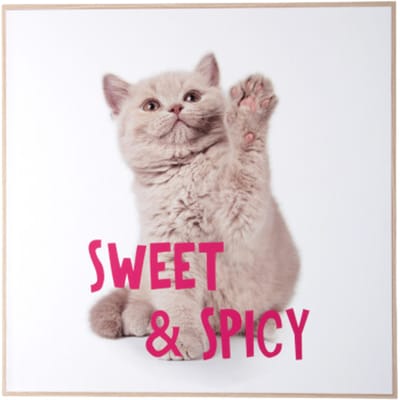 Present Time - Wall Art Kitten Sweet & Spicy - Multicolor