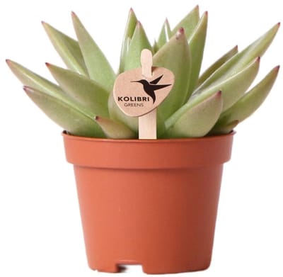 Kolibri Greens | Groene plant - Succulent Echeveria Miranda - potmaat Ø6cm - groene kamerplant - vers van de kweker -