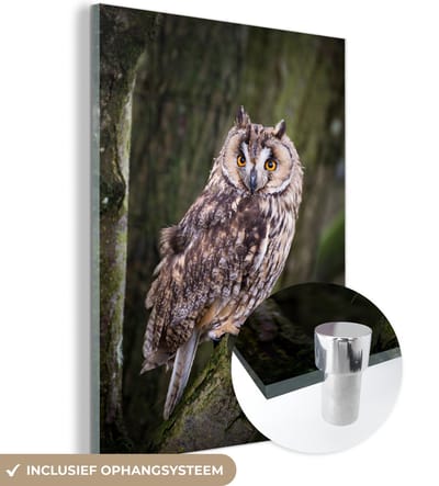 MuchoWow® Glasschilderij 90x120 cm - Schilderij acrylglas - Uil - Close up - Boom - Foto op glas - Schilderijen