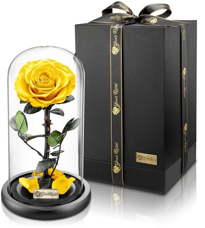 Dailygoods- Roos Echte Premium Roos in Glas - Geschenkdoos - Lange Houdbaarheid - Stijlvol Cadeau - Bewijs van Liefde - Perfect voor Elke Gelegenheid - Bloem