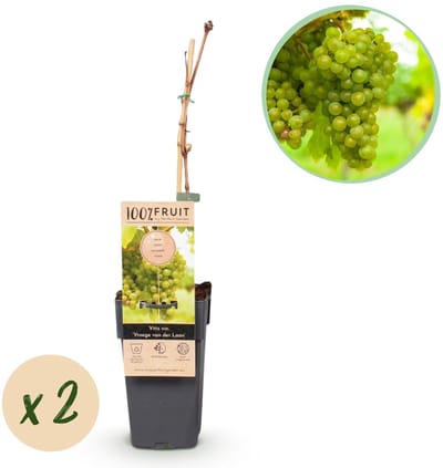 Green boutiQ - Fruitplant - Vitis vinifera Vroege van der Laan - Druivenplant - Winterhard - Witte Druif - 2 Planten - Pot 15cm - Hoogte 50cm