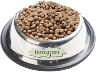 Premium Kat Senior: Hoogwaardige Voeding voor Oudere Katten vanaf 7 Jaar 2 Kg