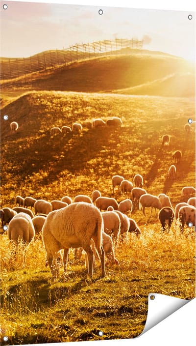 Gards Tuinposter Schapen in de Heuvels bij Zonsondergang - 80x120 cm - Tuindoek - Tuindecoratie - Wanddecoratie buiten - Tuinschilderij