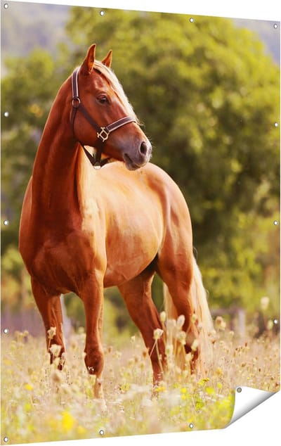 Gards Tuinposter Bruin Paard in de Wei - 120x160 cm - Tuindoek - Tuindecoratie - Wanddecoratie buiten - Tuinschilderij