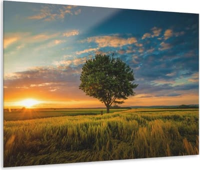 Indoorart - Glasschilderij boom in de weide 60x40 CM - Afbeelding op plexiglas - Inclusief montagemateriaal