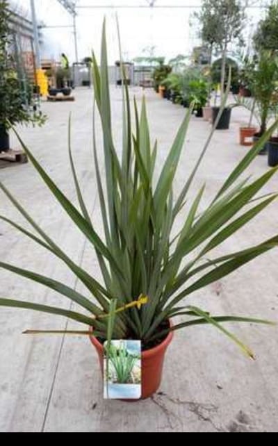 Phormium tenax - Nieuw Zeelands Vlas 60- 80 cm in pot