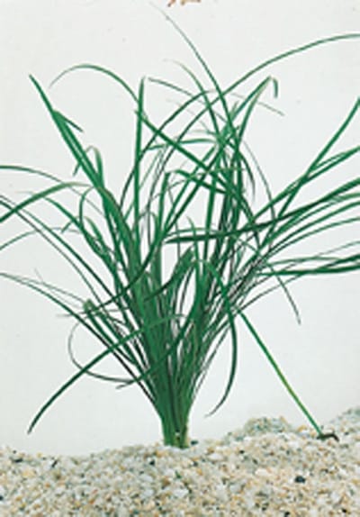 Moerings Equisetum Japonica | Japanse Holpijp | In 18CM Mand Kant en Klaar