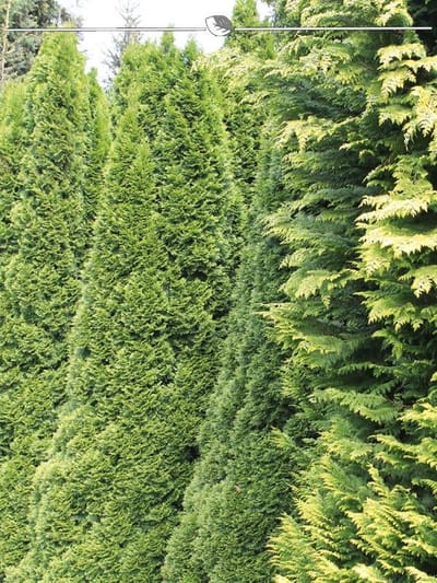 Westerse Levensboom Thuja Smaragd 100-120 cm, 10x Haagplant