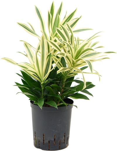 Hydroplant Pleomele (Dracaena) Reflexa Song Of Sri Lanka