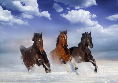 Fotobehangkoning - Behang - Vliesbehang - Fotobehang Paarden in de Sneeuw - Horses in the Snow - 150 x 105 cm