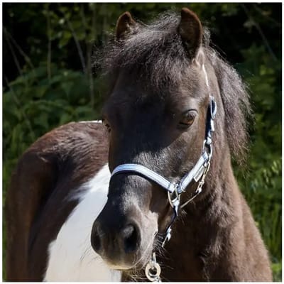 Paardenhalster in twee verschillende maten Kavalkade Shorty