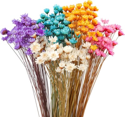 320 Stuks Gedroogde Bloemen Braziliaanse Mix Kleine Margrietjes voor DIY en Decoratie