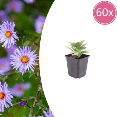 Tuinplantenshop.com | Aster frikartii 'Monch' | 60 stuks - Ø9cm - 10-25cm hoog - Tuinplant