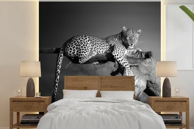 Behang - Fotobehang Panter - Boom - Dieren - Zwart - Wit - Breedte 220 cm x hoogte 220 cm