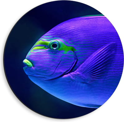 Dibond Wandcirkel - Blauw/Groen Visje in de Zee - 40x40cm Foto op Aluminium Wandcirkel (met ophangsysteem)