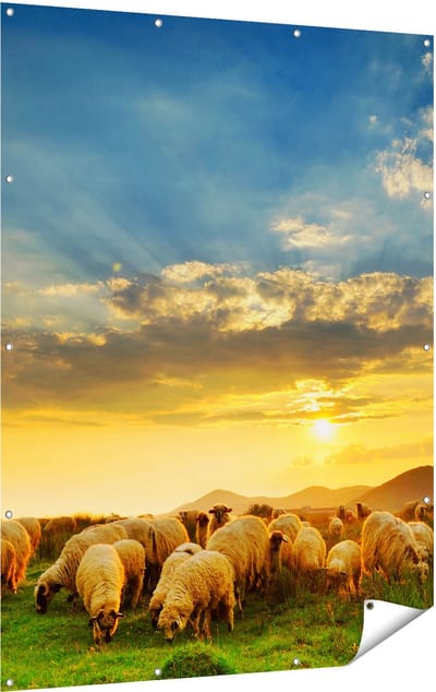 Gards Tuinposter Kudde Schapen op het Gras bij Zonsondergang - 120x160 cm - Tuindoek - Tuindecoratie - Wanddecoratie buiten - Tuinschilderij