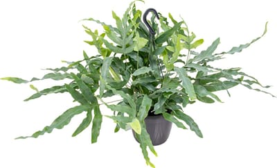 Bloomique - Phlebodium Blue Star - Blauwvaren - Hangplanten - Kamerplanten - Luchtzuiverend - Diervriendelijk - Hoogte 30-40 cm - Hangpot 17 cm