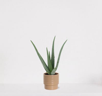 Aloë Vera in sierpot Liam Taupe– vetplant – eenvoudig te onderhouden - 35-45cm - Ø13 – geleverd met plantenpot – vers uit de kwekerij